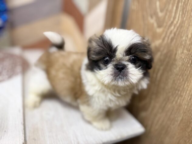 高知県のシーズー (ワンキャラット アミーゴ高知店/2025年12月24日生まれ/男の子/ゴールドホワイト)の子犬の3枚目の画像