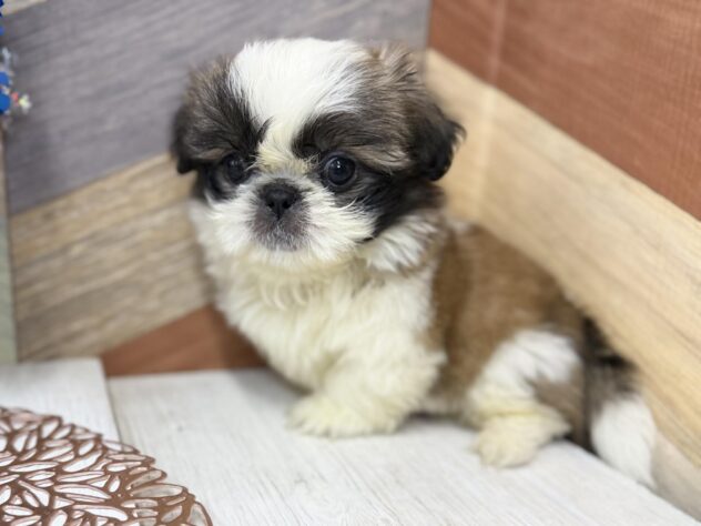 高知県のシーズー (ワンキャラット アミーゴ高知店/2025年12月24日生まれ/男の子/ゴールドホワイト)の子犬の2枚目の画像