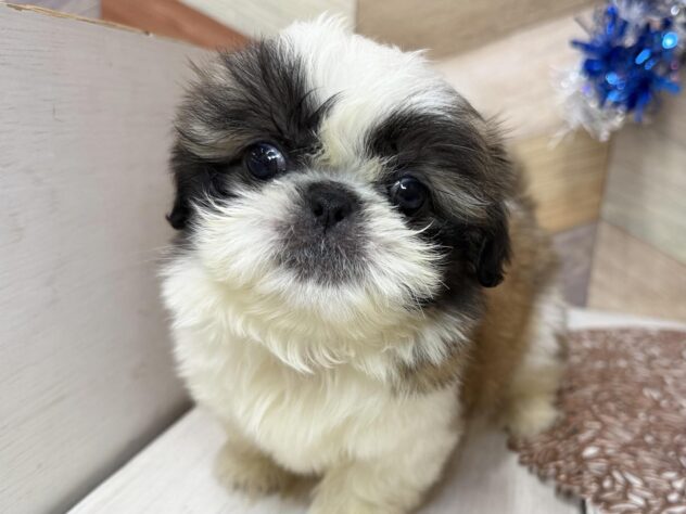 高知県のシーズー (ワンキャラット アミーゴ高知店/2025年12月24日生まれ/男の子/ゴールドホワイト)の子犬の1枚目の画像