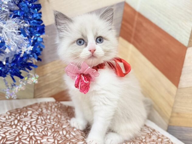 高知県のラグドール (ワンキャラット アミーゴ高知店/2025年12月29日生まれ/女の子/シールポイントバイカラー)の子猫の2枚目の画像