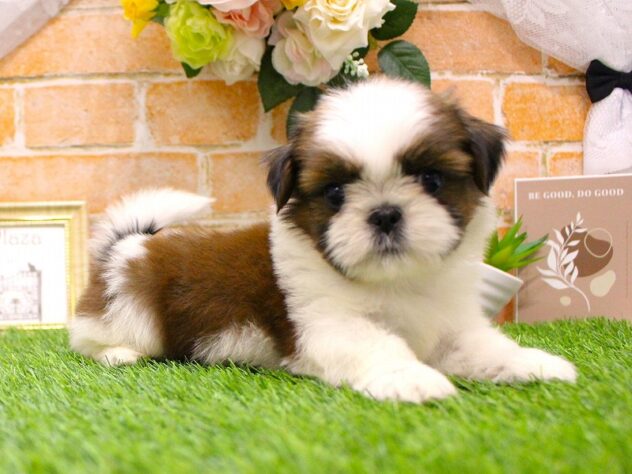 兵庫県のシーズー (ペット・プラザ アミーゴ三田店/2025年12月7日生まれ/男の子/ゴールドホワイト)の子犬の2枚目の画像