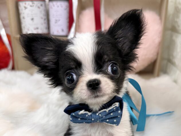 兵庫県のチワワ(ロング) (ワンキャラット アミーゴ姫路花田店/2025年11月30日生まれ/男の子/ブラックホワイト)の子犬の1枚目の画像