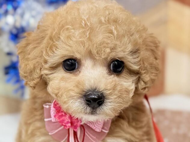 2025年12月28日生まれのビションプー(ビションフリーゼ×プードル)