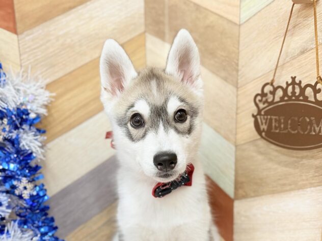 高知県のシベリアンハスキー (ワンキャラット アミーゴ高知店/2025年12月3日生まれ/女の子/シルバーホワイト)の子犬の3枚目の画像