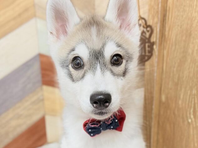 高知県のシベリアンハスキー (ワンキャラット アミーゴ高知店/2025年12月3日生まれ/女の子/シルバーホワイト)の子犬の1枚目の画像