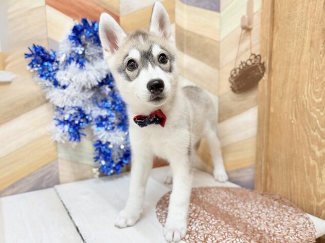 高知県のシベリアンハスキー (ワンキャラット アミーゴ高知店/2025年12月3日生まれ/女の子/シルバーホワイト)の子犬の2枚目の画像