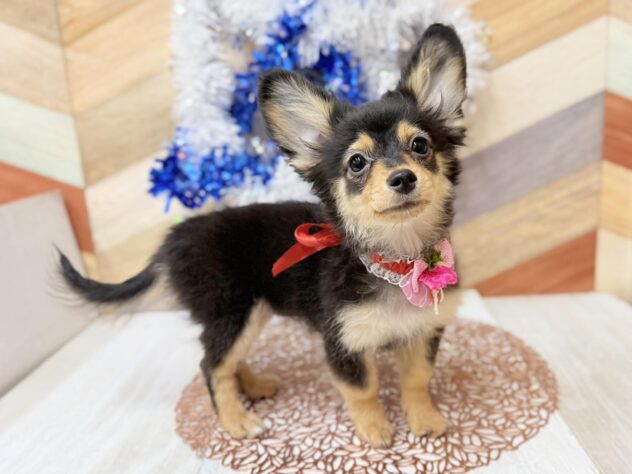 高知県のポメックス(ポメラニアン×ダックス) (ワンキャラット アミーゴ高知店/2025年11月21日生まれ/女の子/ブラックタン)の子犬の2枚目の画像