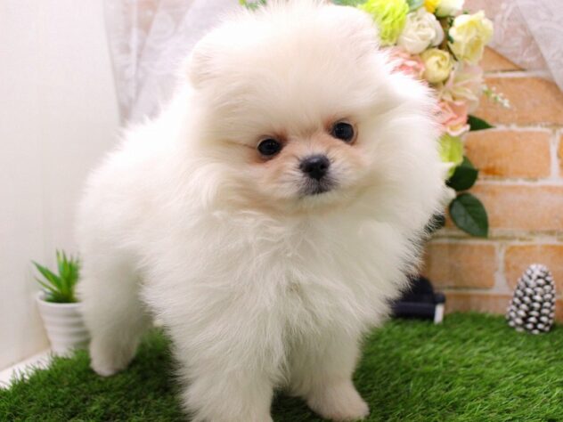 兵庫県のポメラニアン (ペット・プラザ アミーゴ三田店/2025年12月12日生まれ/女の子/クリーム)の子犬の3枚目の画像