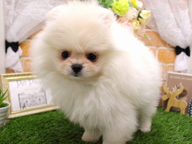 兵庫県のポメラニアン (ペット・プラザ アミーゴ三田店/2025年12月12日生まれ/女の子/クリーム)の子犬の2枚目の画像