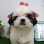 大阪府のシーズー (ペット・プラザ アミーゴ豊中服部店/2025年9月15日生まれ/男の子/ホワイトゴールド)の子犬の4枚目の画像