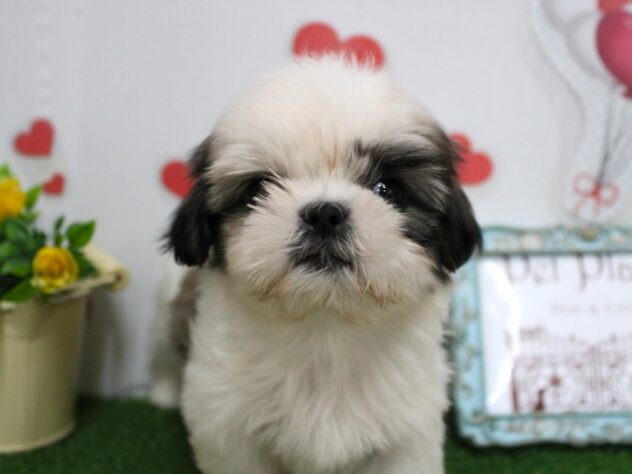 兵庫県のシーズー (ペット・プラザ アミーゴ明石魚住店/2025年9月15日生まれ/男の子/ホワイトゴールド)の子犬の2枚目の画像