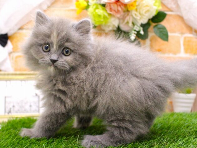 兵庫県のマンチカン (ペット・プラザ アミーゴ三田店/2025年12月12日生まれ/女の子/ブルークリーム)の子猫の3枚目の画像