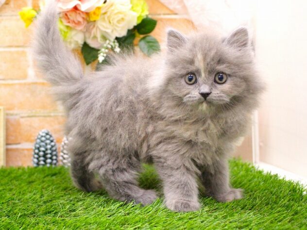 兵庫県のマンチカン (ペット・プラザ アミーゴ三田店/2025年12月12日生まれ/女の子/ブルークリーム)の子猫の2枚目の画像