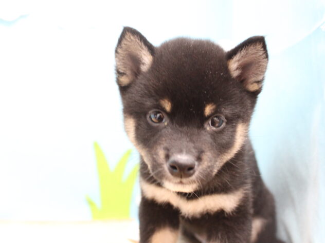 愛媛県の豆柴 (アミーゴ今治店/2025年12月6日生まれ/男の子/黒)の子犬の1枚目の画像