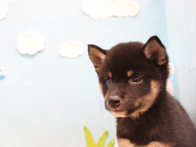 愛媛県の豆柴 (アミーゴ今治店/2025年12月6日生まれ/男の子/黒)の子犬の2枚目の画像