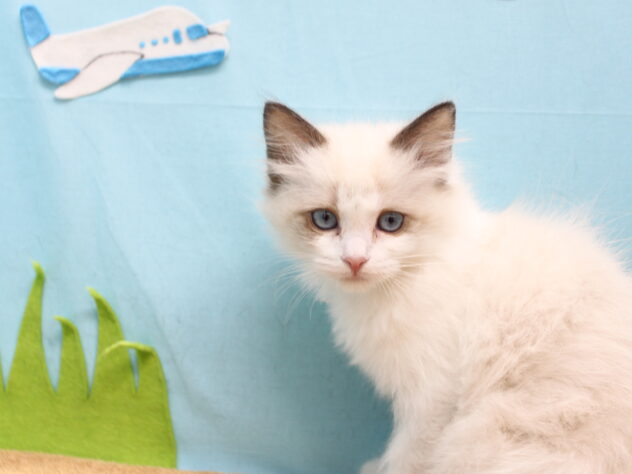 愛媛県のラグドール (アミーゴ今治店/2025年12月7日生まれ/女の子/シールポイントバイカラー)の子猫の3枚目の画像