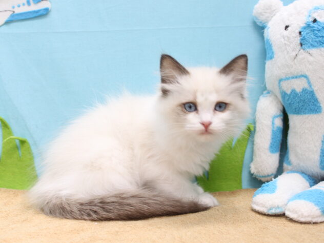 愛媛県のラグドール (アミーゴ今治店/2025年12月7日生まれ/女の子/シールポイントバイカラー)の子猫の2枚目の画像