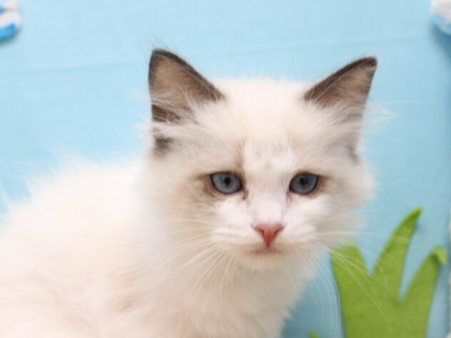 愛媛県のラグドール (アミーゴ今治店/2025年12月7日生まれ/女の子/シールポイントバイカラー)の子猫の1枚目の画像