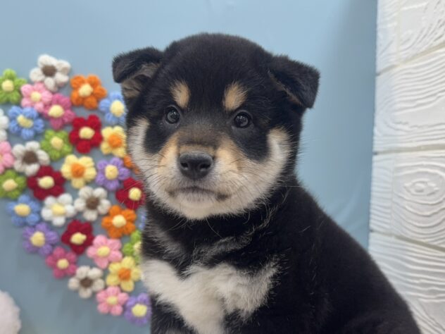 2025年12月6日生まれの柴犬(標準サイズ)