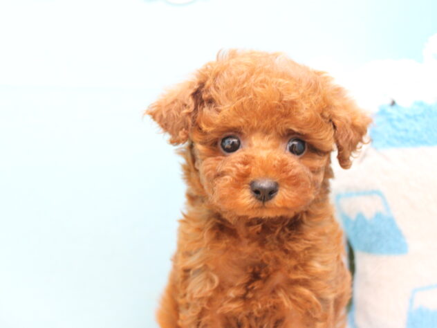 愛媛県のトイプードル(トイ) (アミーゴ今治店/2025年12月11日生まれ/女の子/レッドフォーン)の子犬の1枚目の画像