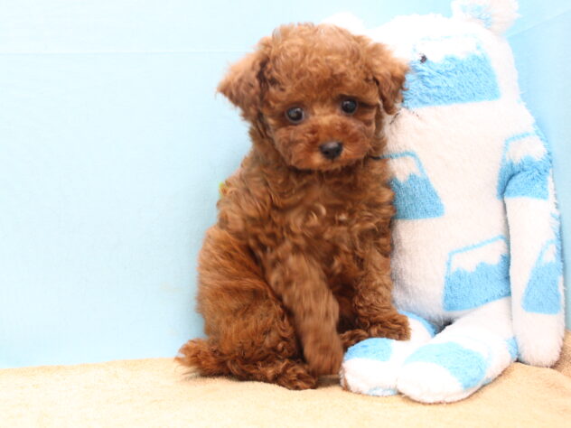 愛媛県のトイプードル(トイ) (アミーゴ今治店/2025年12月11日生まれ/女の子/レッドフォーン)の子犬の2枚目の画像