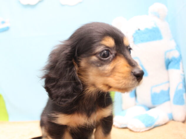 愛媛県のミニチュアダックスフンド(ロング) (アミーゴ今治店/2025年12月6日生まれ/女の子/ブラックタン)の子犬の2枚目の画像