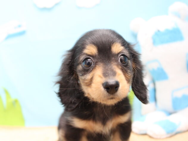 愛媛県のミニチュアダックスフンド(ロング) (アミーゴ今治店/2025年12月6日生まれ/女の子/ブラックタン)の子犬の3枚目の画像