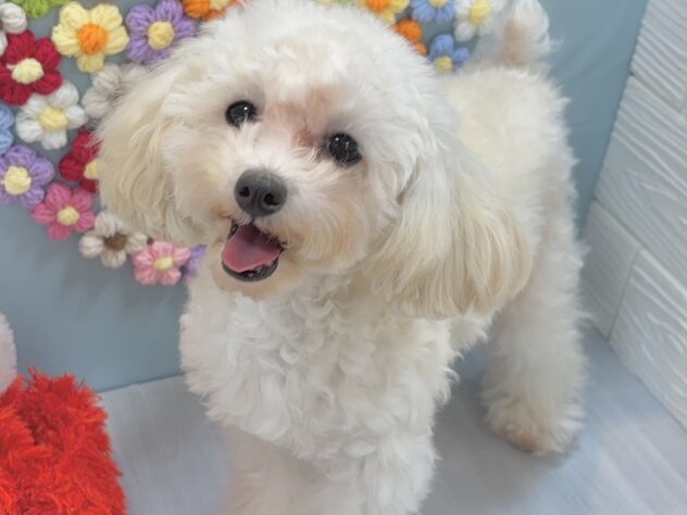 兵庫県のトイプードル(トイ) (ワンキャラット アミーゴ姫路飾磨店/2025年7月7日生まれ/男の子/ペールフォーン)の子犬の2枚目の画像