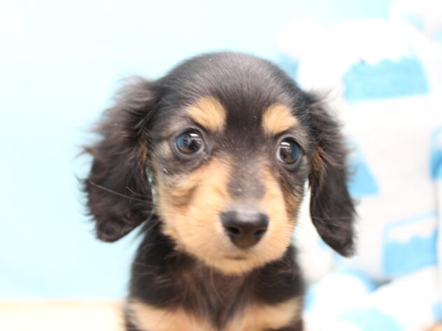 愛媛県のミニチュアダックスフンド(ロング) (アミーゴ今治店/2025年12月6日生まれ/女の子/ブラックタン)の子犬の1枚目の画像