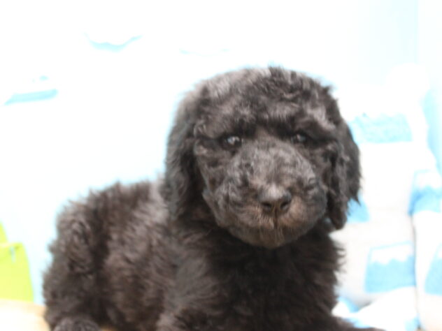 愛媛県のスタンダードプードル (アミーゴ今治店/2025年12月15日生まれ/女の子/グレー)の子犬の2枚目の画像