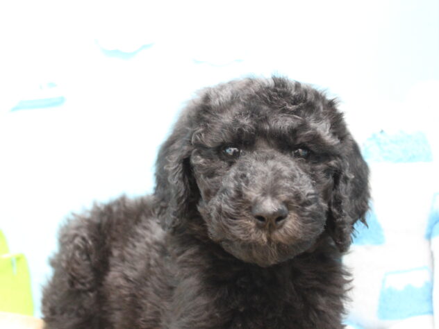 愛媛県のスタンダードプードル (アミーゴ今治店/2025年12月15日生まれ/女の子/グレー)の子犬の3枚目の画像