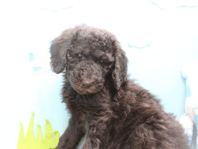 2025年12月15日生まれのスタンダードプードル