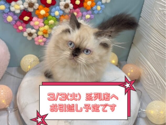 兵庫県のヒマラヤン (ワンキャラット アミーゴ姫路飾磨店/2025年10月4日生まれ/女の子/シールポイント)の子猫の1枚目の画像