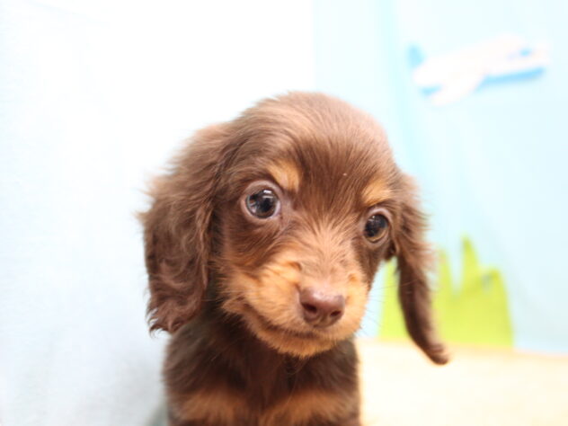 愛媛県のミニチュアダックスフンド(ロング) (アミーゴ今治店/2025年12月15日生まれ/男の子/チョコレートタン)の子犬
