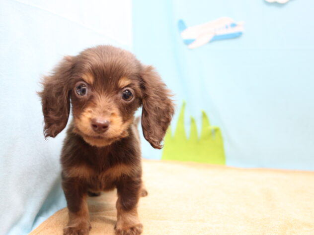 愛媛県のミニチュアダックスフンド(ロング) (アミーゴ今治店/2025年12月15日生まれ/男の子/チョコレートタン)の子犬の2枚目の画像