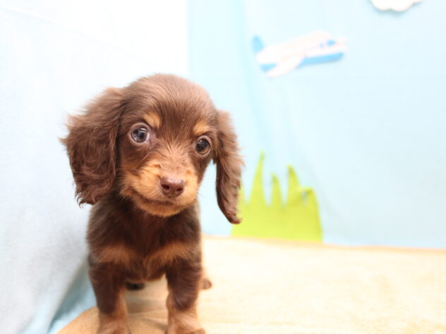 愛媛県のミニチュアダックスフンド(ロング) (アミーゴ今治店/2025年12月15日生まれ/男の子/チョコレートタン)の子犬の3枚目の画像