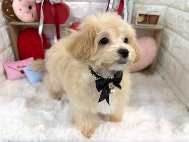 兵庫県のハーフ犬・ミックス犬 (ワンキャラット アミーゴ姫路花田店/2025年11月1日生まれ/女の子/クリーム)の子犬の4枚目の画像