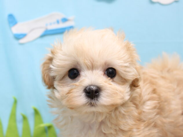 愛媛県のハーフ犬・ミックス犬 (アミーゴ今治店/2025年12月18日生まれ/女の子/アプリコット)の子犬