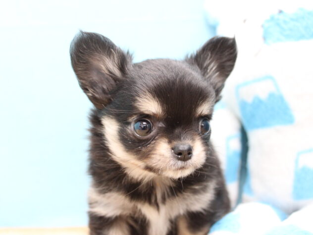 愛媛県のチワワ(ロング) (アミーゴ今治店/2025年12月13日生まれ/女の子/ブラックタン)の子犬の2枚目の画像