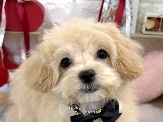 兵庫県のハーフ犬・ミックス犬 (ワンキャラット アミーゴ姫路花田店/2025年11月1日生まれ/女の子/クリーム)の子犬の1枚目の画像