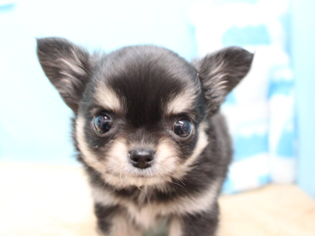 愛媛県のチワワ(ロング) (アミーゴ今治店/2025年12月13日生まれ/女の子/ブラックタン)の子犬