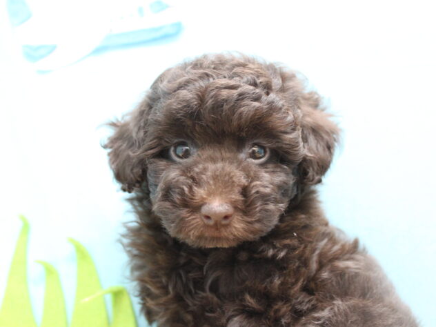 2025年12月19日生まれのトイプードル(トイ)