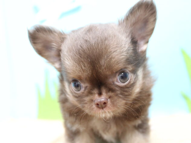 愛媛県のチワワ(ロング) (アミーゴ今治店/2025年12月15日生まれ/男の子/チョコレートホワイトタン)の子犬の3枚目の画像