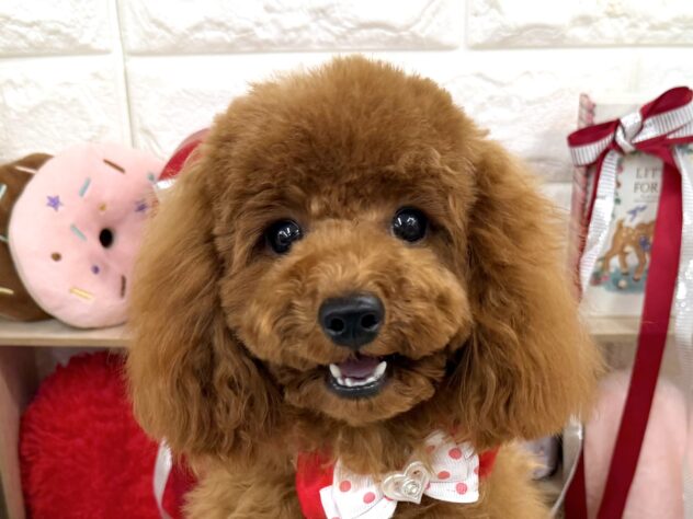 兵庫県のトイプードル(トイ) (ワンキャラット アミーゴ姫路花田店/2025年7月3日生まれ/女の子/レッドフォーン)の子犬の1枚目の画像