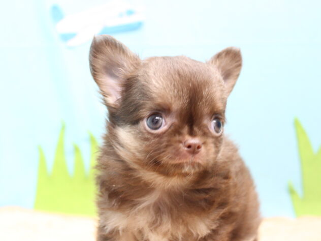 愛媛県のチワワ(ロング) (アミーゴ今治店/2025年12月15日生まれ/男の子/チョコレートホワイトタン)の子犬の2枚目の画像