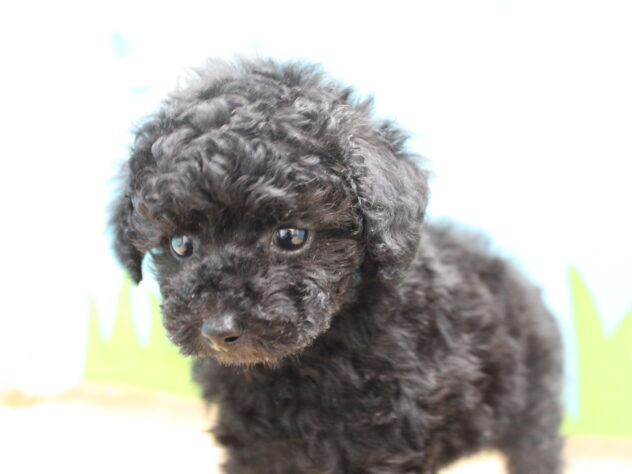 愛媛県のトイプードル(トイ) (アミーゴ今治店/2025年12月22日生まれ/男の子/ブラック)の子犬の1枚目の画像