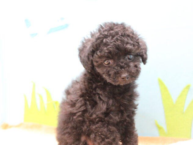 愛媛県のトイプードル(トイ) (アミーゴ今治店/2025年12月22日生まれ/男の子/ブラック)の子犬の3枚目の画像