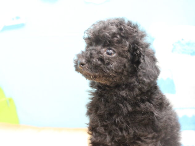 愛媛県のトイプードル(トイ) (アミーゴ今治店/2025年12月22日生まれ/男の子/ブラック)の子犬の2枚目の画像