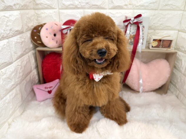 兵庫県のトイプードル(トイ) (ワンキャラット アミーゴ姫路花田店/2025年7月3日生まれ/女の子/レッドフォーン)の子犬の4枚目の画像