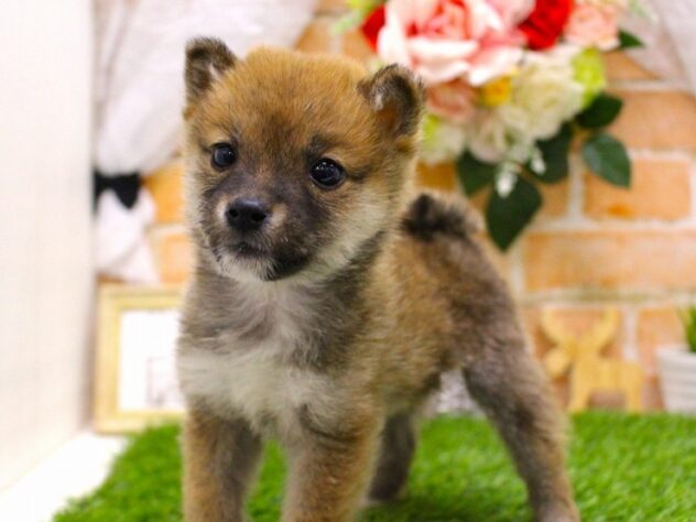 兵庫県の豆柴 (ペット・プラザ アミーゴ三田店/2025年12月8日生まれ/男の子/赤)の子犬の2枚目の画像